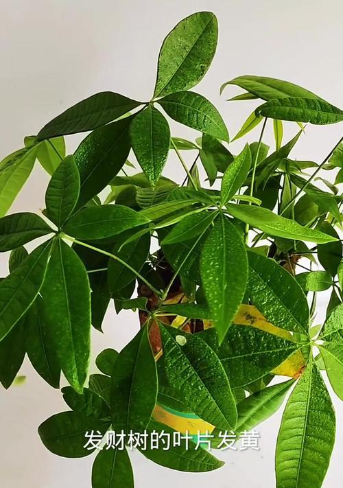 十月份发财树叶子发黄的原因及应对方法（保持发财树的健康）-第2张图片-绿意生活