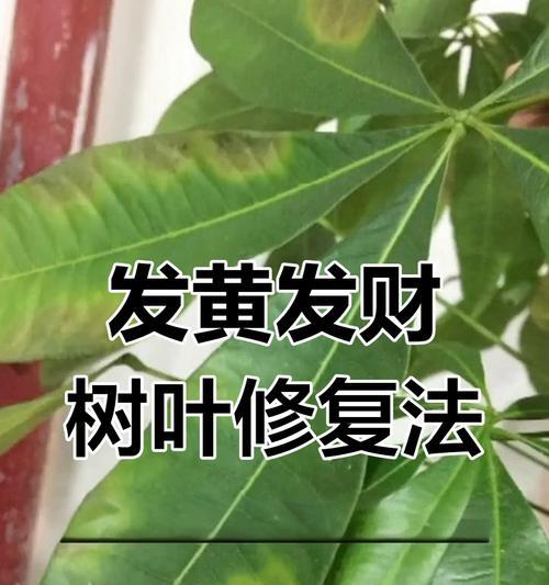 十月份发财树叶子发黄的原因及应对方法（保持发财树的健康）-第1张图片-绿意生活