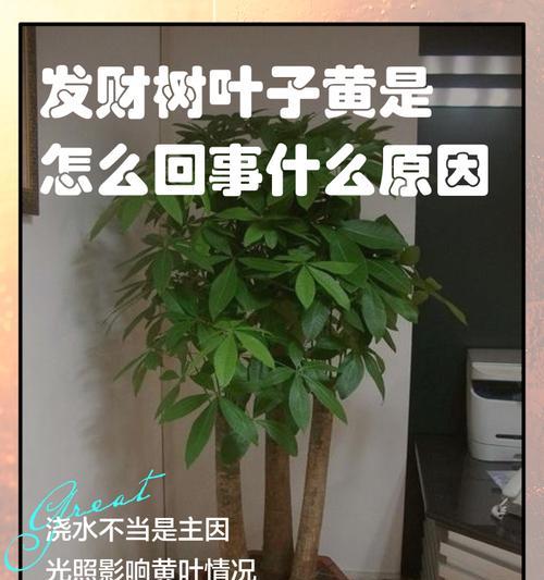 十月份发财树叶子发黄的原因及应对方法（保持发财树的健康）-第3张图片-绿意生活