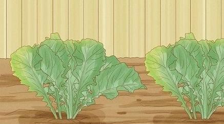 芥末种植的最佳时间（掌握关键期，收获丰盈）-第2张图片-绿意生活