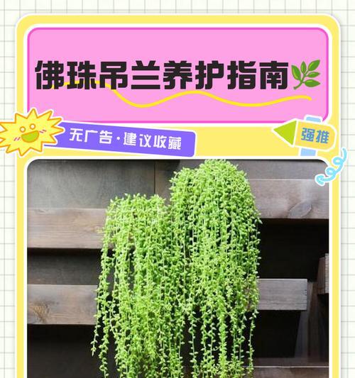 以一串珍珠吊兰爆盆，把绿意带进生活（珍珠吊兰，悦目之选）-第1张图片-绿意生活