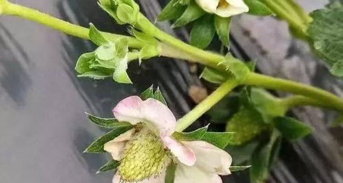 万寿菊白粉病的治疗方法与注意事项（有效防治万寿菊白粉病的关键要点）-第2张图片-绿意生活