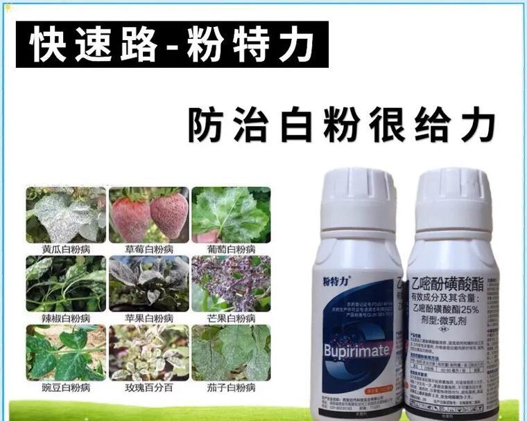 万寿菊白粉病的治疗方法与注意事项（有效防治万寿菊白粉病的关键要点）-第3张图片-绿意生活