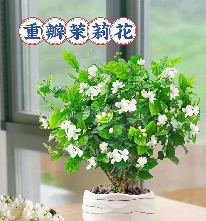 茉莉盆景的养殖技巧（打造居家绿意，茉莉盆景带来清新空气）-第1张图片-绿意生活