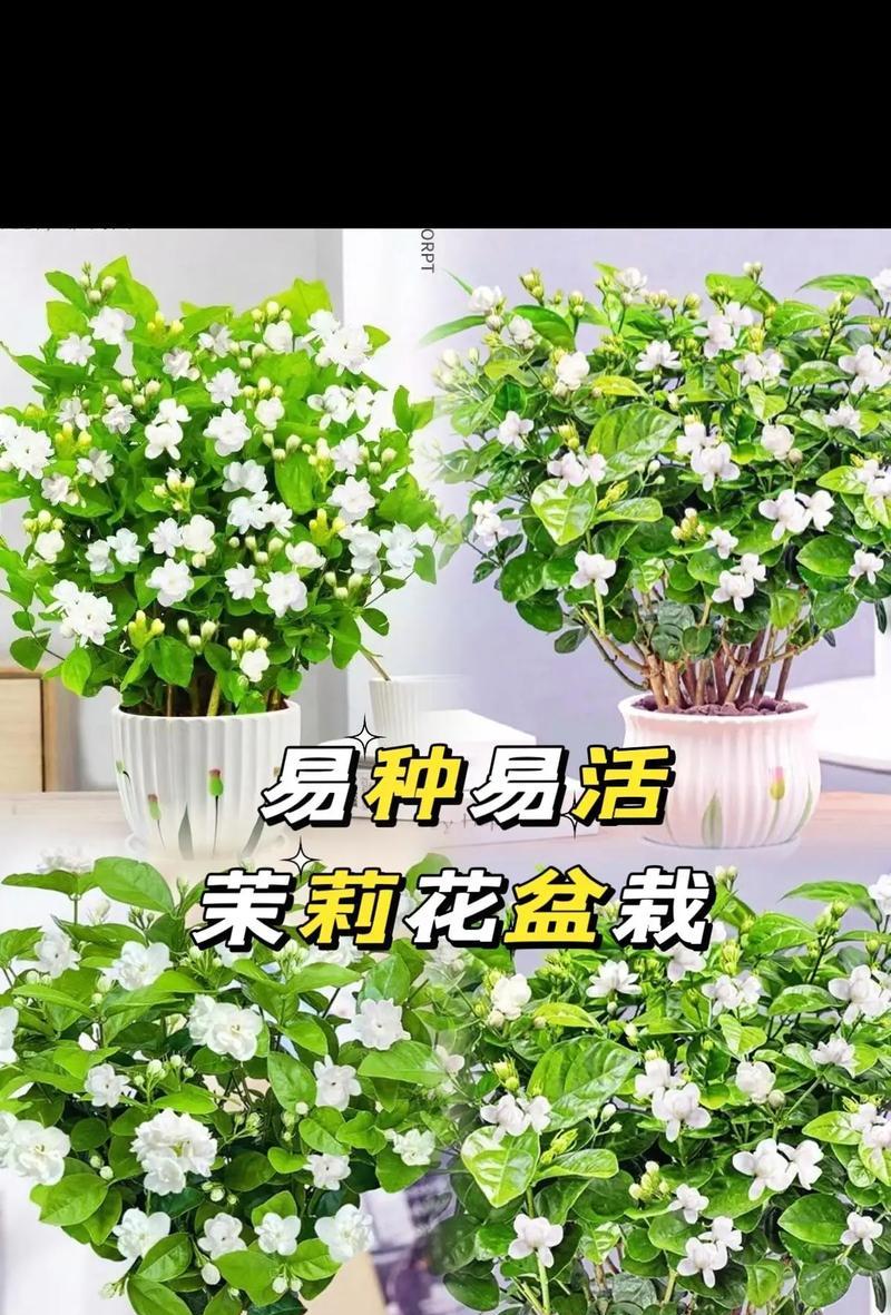 茉莉盆景的养殖技巧（打造居家绿意，茉莉盆景带来清新空气）-第3张图片-绿意生活