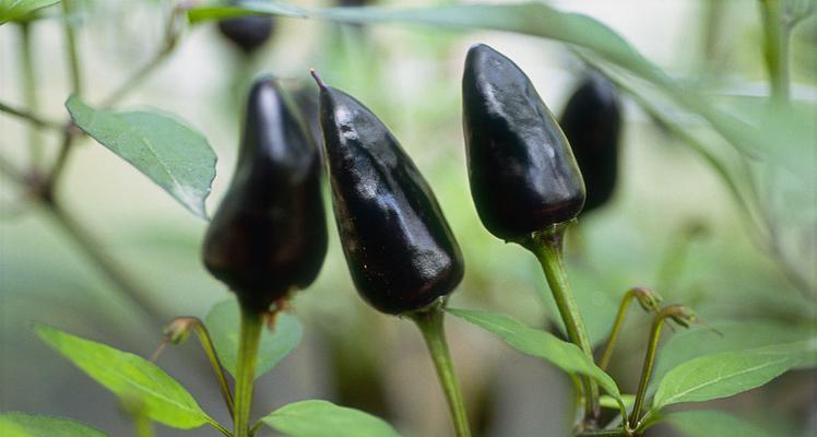 黑辣椒的成熟过程（从花朵到果实，探究黑辣椒的成熟之道）-第3张图片-绿意生活