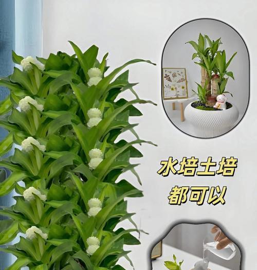 彩虹木的养护指南（打造丰盈多彩的家居景观，彩虹木是你的首选！）-第3张图片-绿意生活