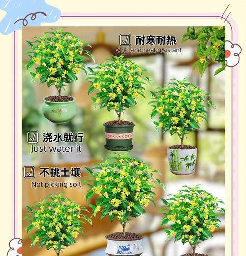 屋里怎样养桂花（打造室内桂花乐园，让芳香氤氲家中）-第1张图片-绿意生活