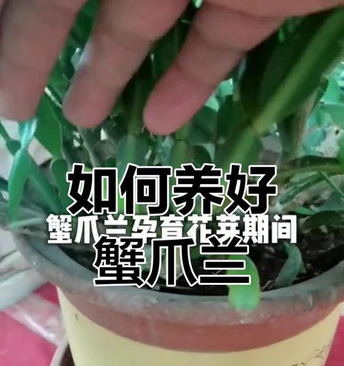 冬天蟹爪兰如何快速生长？（掌握关键诀窍，让蟹爪兰一年四季繁盛生长）-第3张图片-绿意生活