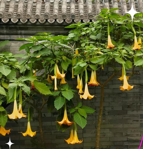 曼陀罗花在室内养护的适宜性分析-第1张图片-绿意生活