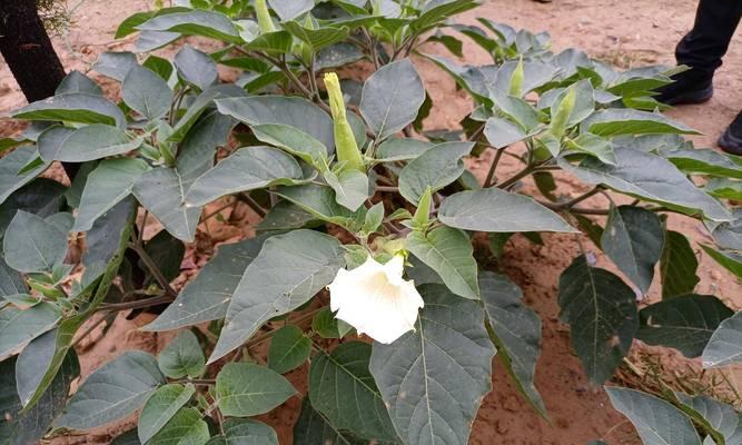 曼陀罗花在室内养护的适宜性分析-第3张图片-绿意生活