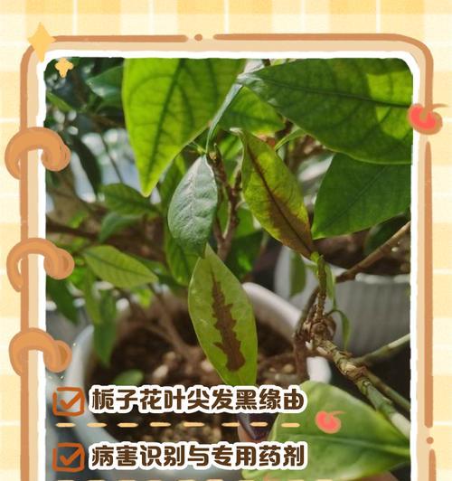 瑞香叶尖干枯，怎么办？（教你几招恢复瑞香的鲜活美丽）-第1张图片-绿意生活