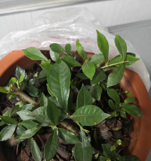 干梅花修剪枝叶指南（手把手教你如何正确修剪干梅花的枝叶）-第2张图片-绿意生活