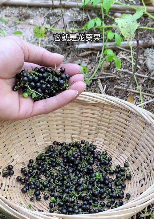 龙葵植物果实的毒性分析（了解龙葵植物，预防误食）-第2张图片-绿意生活