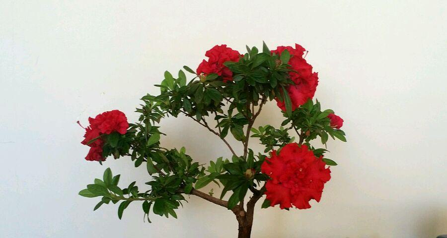 花盆的花为什么会发黄？（探究花盆花发黄的原因及解决方法）-第2张图片-绿意生活