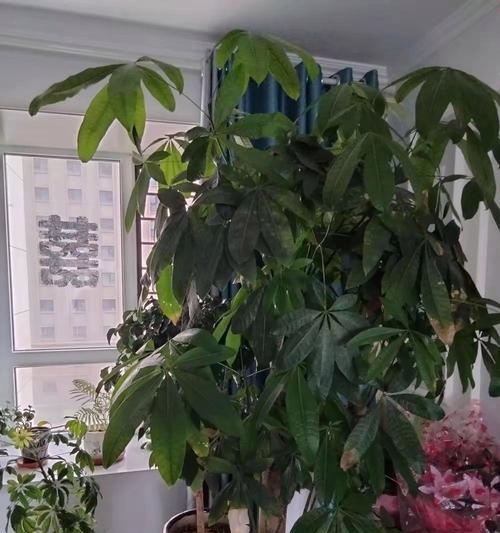 花盆的花为什么会发黄？（探究花盆花发黄的原因及解决方法）-第3张图片-绿意生活
