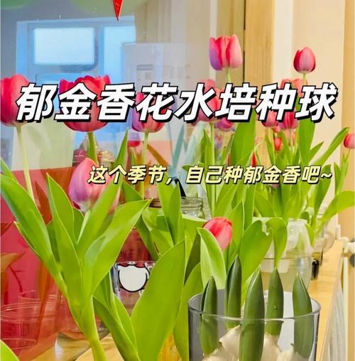 郁金香盆栽的养护技巧（打造美丽盛开的郁金香花园）-第1张图片-绿意生活