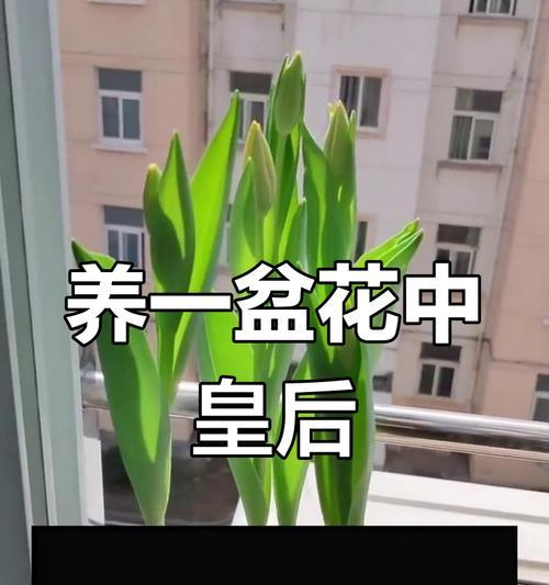 郁金香盆栽的养护技巧（打造美丽盛开的郁金香花园）-第2张图片-绿意生活