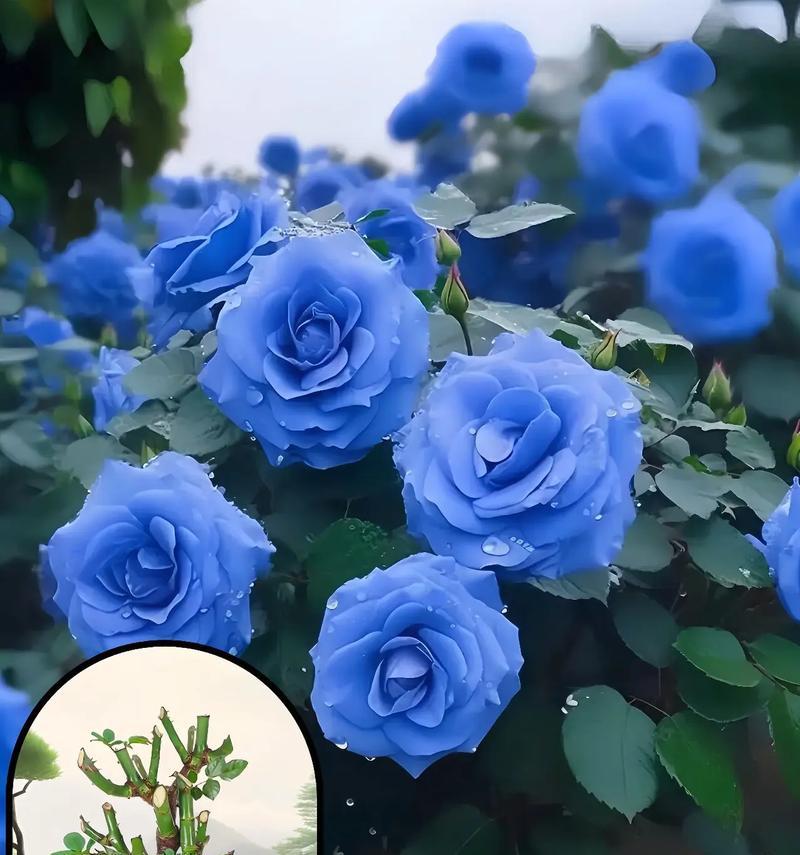 以蓝玫瑰怎么种植（如何培育出迷人的蓝色玫瑰）-第1张图片-绿意生活