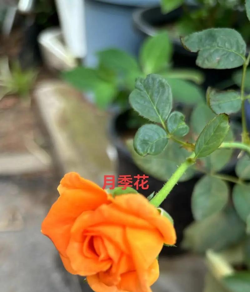 月季花翻了怎么办？（月季花倾倒后的抢救方法与护理技巧）-第1张图片-绿意生活