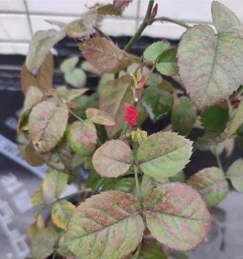 月季花翻了怎么办？（月季花倾倒后的抢救方法与护理技巧）-第2张图片-绿意生活