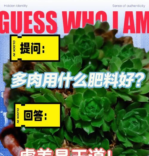 多肉叶子肥料的利用方法（以多肉叶子为肥料的正确使用方式和注意事项）-第2张图片-绿意生活