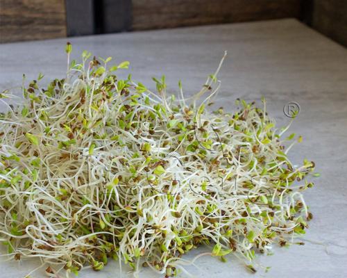 三叶草种子水培指南（轻松培育三叶草的简易方法）-第1张图片-绿意生活