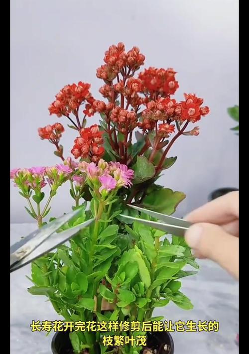 长寿花开花秘籍，轻松打造绚丽花海（探秘长寿花开花技巧，让花朵更美、更长久）-第1张图片-绿意生活