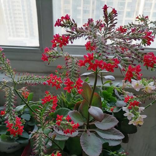 长寿花开花秘籍，轻松打造绚丽花海（探秘长寿花开花技巧，让花朵更美、更长久）-第3张图片-绿意生活
