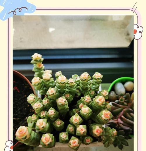 如何培育出多肉植物的锦上添花（探索多肉植物的颜色奇观和培育技巧）-第2张图片-绿意生活