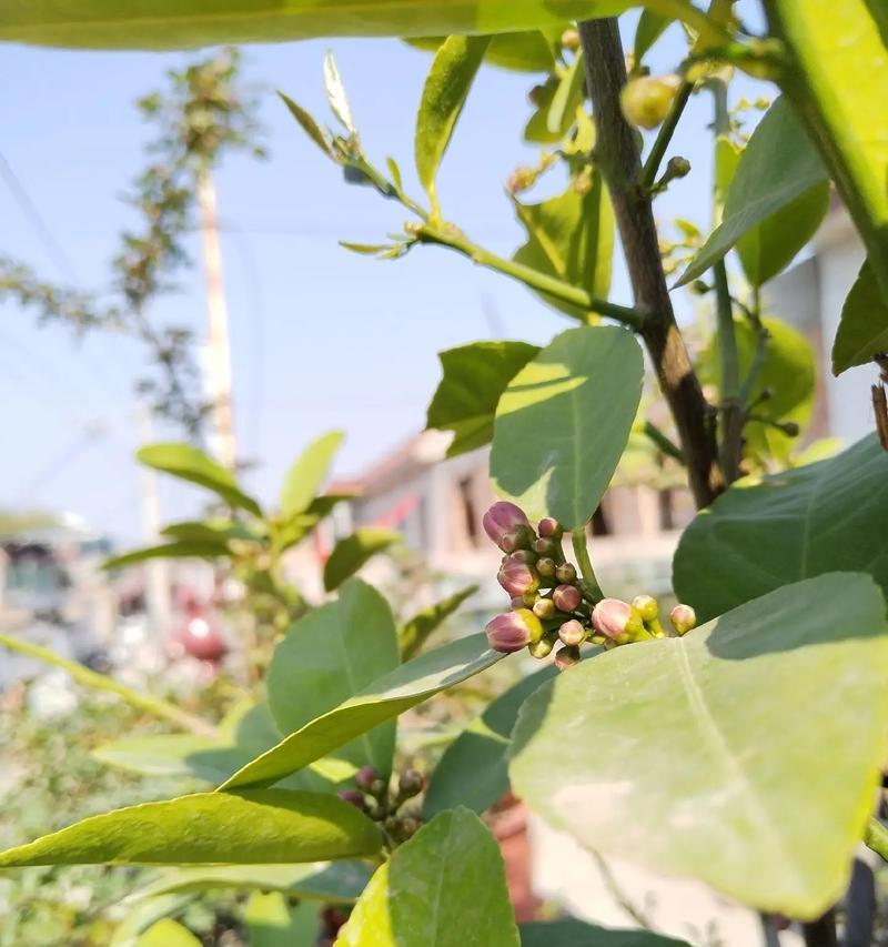 柠檬树开花的授粉方式（揭开柠檬树开花背后的授粉奥秘）-第1张图片-绿意生活