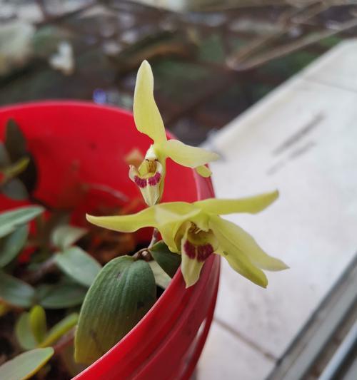 石斛的花期和生长环境（探秘石斛的生长条件及花期规律）-第3张图片-绿意生活