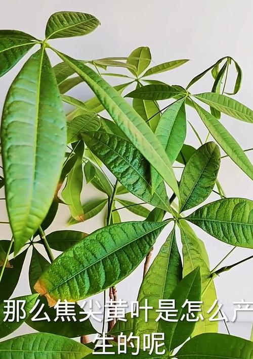 发财树黄叶干枯的原因及处理方法（发财树黄叶干枯怎么办？解决黄叶问题的有效措施！）-第2张图片-绿意生活