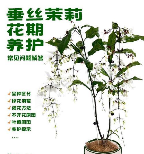 如何应对双色茉莉掉叶子问题（营养、水分、病虫害多方面着手，拯救双色茉莉）-第1张图片-绿意生活