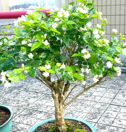 如何应对双色茉莉掉叶子问题（营养、水分、病虫害多方面着手，拯救双色茉莉）-第2张图片-绿意生活