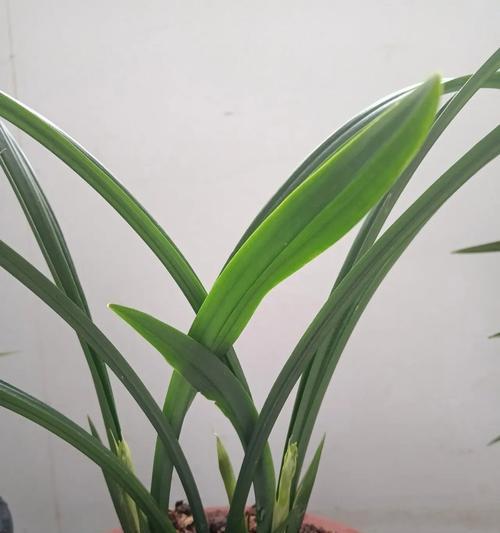 吉祥草松寿兰的种植技巧与养护方法（打造绿色家居，快乐室内园林）-第1张图片-绿意生活
