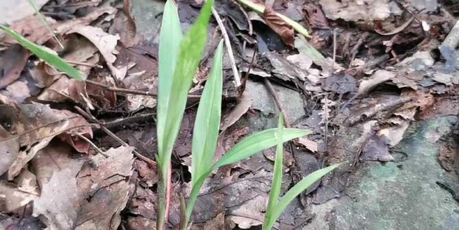 吉祥草松寿兰的种植技巧与养护方法（打造绿色家居，快乐室内园林）-第2张图片-绿意生活