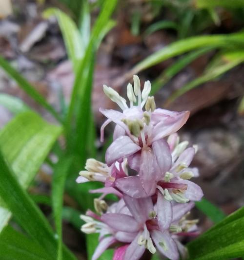 吉祥草松寿兰的种植技巧与养护方法（打造绿色家居，快乐室内园林）-第3张图片-绿意生活