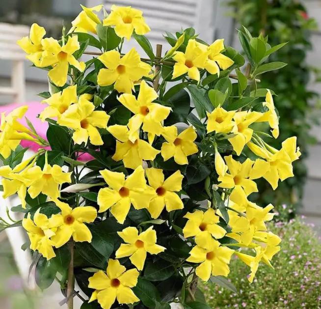 夏天双喜藤的养护指南（打造盛夏花海，让双喜藤绽放绚烂生机）-第3张图片-绿意生活
