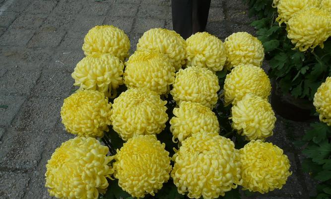 万寿菊花种植方法详解（从种子到绽放的全程指南，让你种出美丽的万寿菊花）-第1张图片-绿意生活