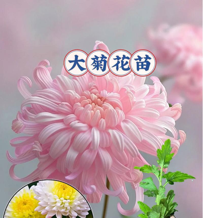 万寿菊花种植方法详解（从种子到绽放的全程指南，让你种出美丽的万寿菊花）-第3张图片-绿意生活