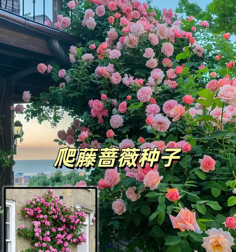 蔷薇的养殖秘籍（教你轻松养活蔷薇花园，一起享受美丽花海的盛宴）-第1张图片-绿意生活