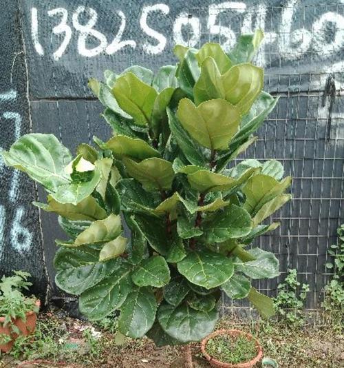 琴叶榕叶片变软的处理方法（解决琴叶榕叶片变软的有效措施）-第1张图片-绿意生活