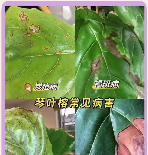 琴叶榕叶片变软的处理方法（解决琴叶榕叶片变软的有效措施）-第2张图片-绿意生活