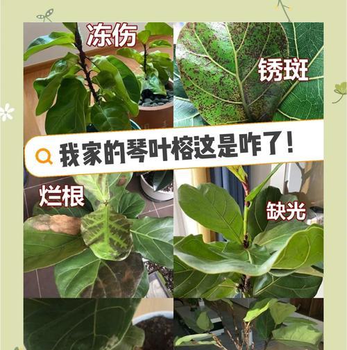 琴叶榕叶片变软的处理方法（解决琴叶榕叶片变软的有效措施）-第3张图片-绿意生活