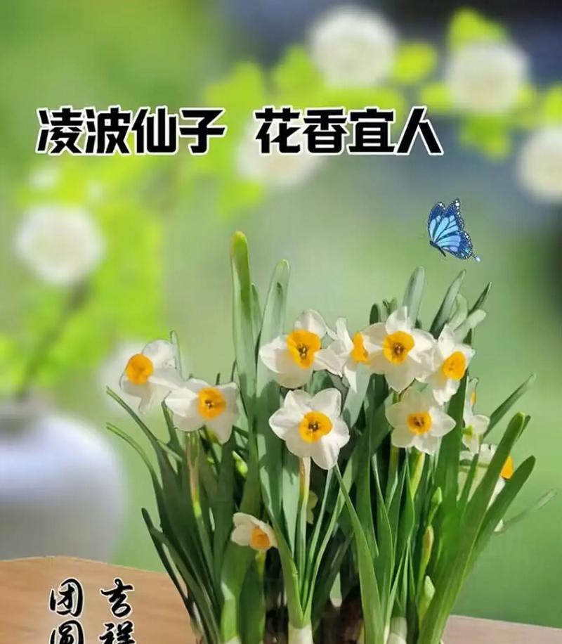 绘制简单又美丽的水仙花花盆画（用简洁线条勾勒出自然生动的水仙花种植场景）-第3张图片-绿意生活