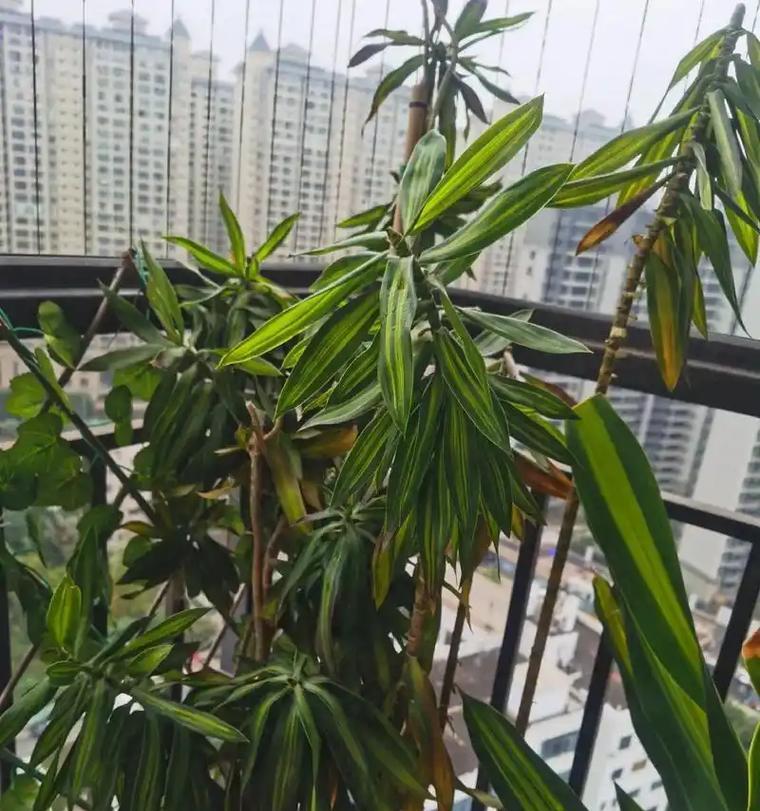 竹子为何会变黄？（探寻竹子变黄的原因与解决方法）-第2张图片-绿意生活