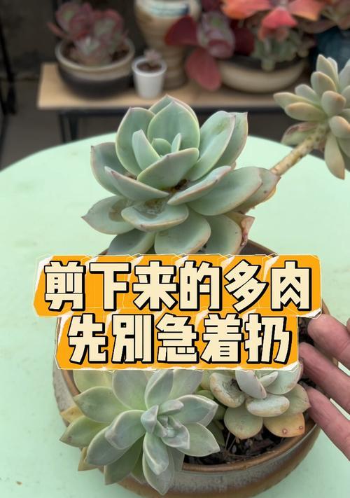 多肉盆土分离的方法与技巧（如何正确进行多肉植物盆土分离，保证植物的健康生长与繁衍）-第3张图片-绿意生活