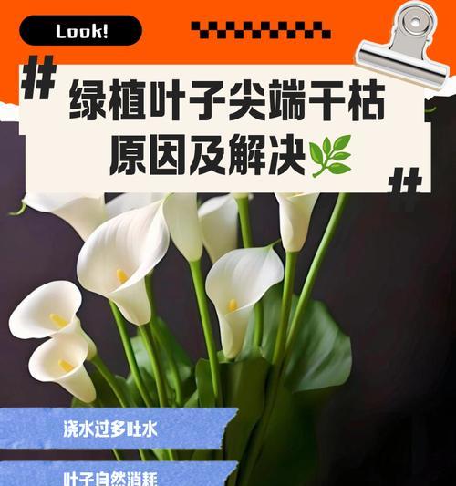 如何补救干枯的叶子？（解决叶子干枯问题的有效方法）-第1张图片-绿意生活