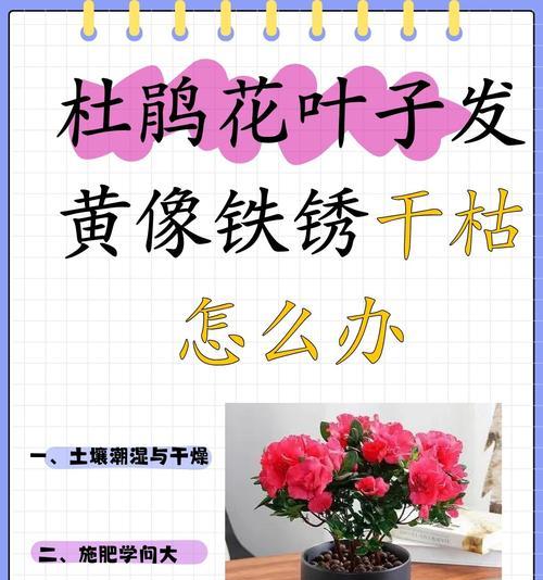 如何补救干枯的叶子？（解决叶子干枯问题的有效方法）-第2张图片-绿意生活
